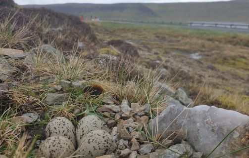 eggs from shetland birds